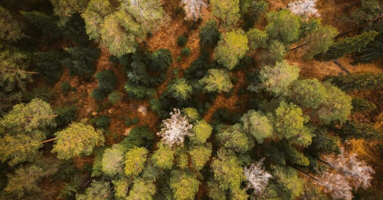 CPME Règlement déforestation : tout savoir sur les dernières simplifications